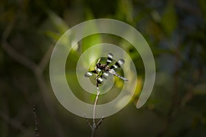 Twelve-spotted Skimmer Libellula pulchella