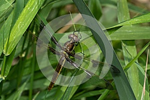 Twelve-spotted Skimmer - Libellula pulchella