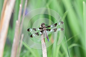 A twelve-spotted skimmer on a reed