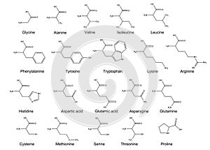 Twenty basic amino acids. 2D Illustration