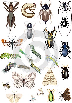 Twenty five color insects collection