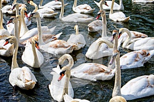 Twenty five swans together