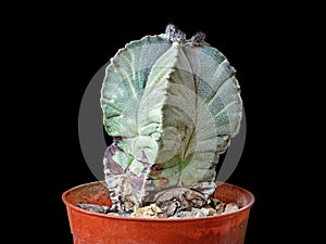 Twenty-Three-Year-Old Plant, Cactus Astrophytum Myriostigma, With Buds On the Crown, Isolated On Black Background, Close-Up