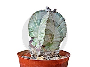 Twenty-Three-Year-Old Plant, Cactus Astrophytum Myriostigma, With Buds On the Crown, Isolated On White Background, Close-Up