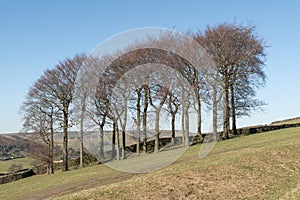 Twenty Trees at Hayfield in the Peak District National Park