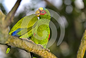 Tweo Lovebirds, Agapornis spec., parrot photo