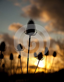 Twezel seed head in the sunset