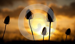 Twezel seed head in the sunset
