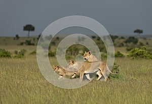 Twi Lioness and young cub on a Termite mount at Masai Mara Game Reserve,Kenya