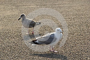 Twi seagulls close up
