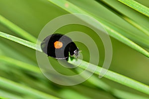 Twice-Stabbed Lady Beetle on a pine needle.