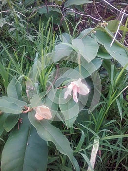 A twig with 2 flowers from the Walikukun tree appears among the green grass.