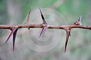 Twig acacia with spikes