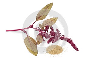 Twig with amaranth flowers and a heap of seeds