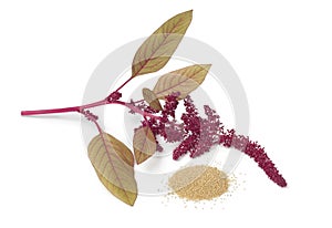 Twig with amaranth flowers and a heap of seeds photo
