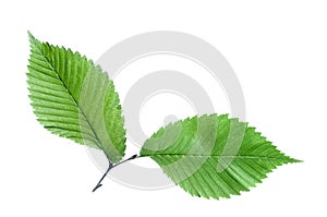 Twig of the American elm tree