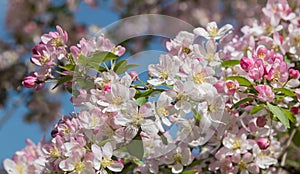Twig of an apple tree full bloom