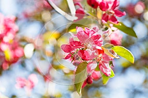 Twig of apple tree with pink blossoms close up