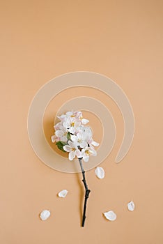 A twig of an apple tree with white flowers on a beige background. Spring and greeting card concept. Flat lay, top view, copy space