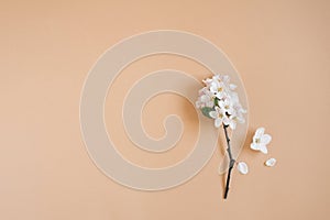 A twig of an apple tree with white flowers on a beige background. Spring and greeting card concept. Flat lay, top view, copy space