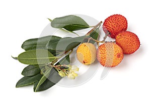 Twig with Arbutus berries and flowers on white background close up