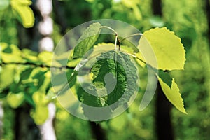 Twig of an aspen tree with young leaves in a sunny summer forest.