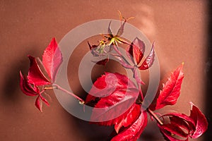 Twig with autumn red leaves on a brown background