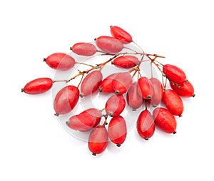 Twig of barberries. Goji berries