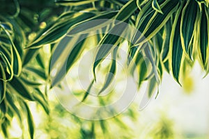 Twig with beautiful green leaves, blurred nature background