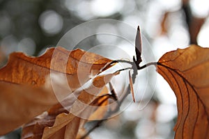 A twig of beech tree