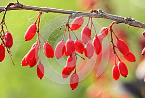 Twig and berries of barberry
