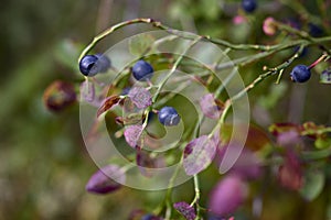 Twig of bilberry on nature backgraund photo