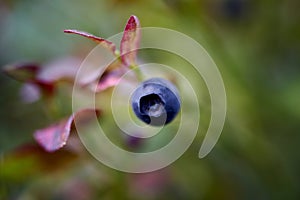 Twig of bilberry on nature backgraund photo