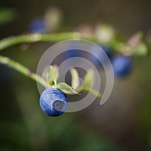 Twig of bilberry on nature backgraund