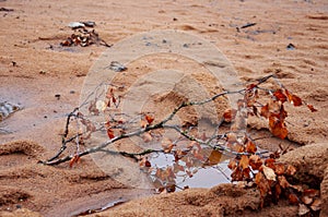 Twig of birch with dry brown leaves and its reflections in the water of puddle. Dark yellow sand on the banks. Autumn on the north