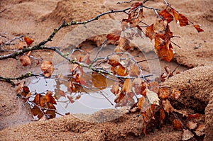 Twig of birch with dry brown leaves and its reflections in the water of puddle. Dark yellow sand on the banks. Autumn on the north