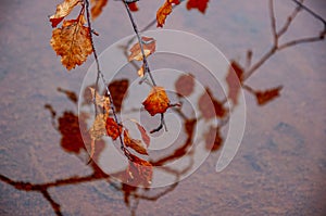 Twig of birch with dry brown leaves and its reflections in the water of puddle. Dark yellow sand on the banks. Autumn on the north