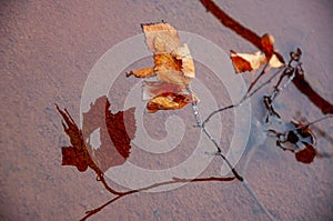 Twig of birch with dry brown leaves and its reflections in the water of puddle. Dark yellow sand on the banks. Autumn on the north