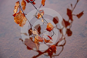 Twig of birch with dry brown leaves and its reflections in the water of puddle. Dark yellow sand on the banks. Autumn on the north