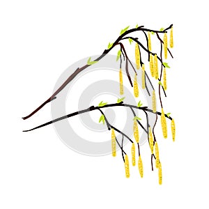 A twig from a birch tree with leaves and yellow earrings.