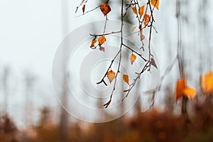 A twig of a birch tree on which there are nests. The branch is photographed from below against the blue sky