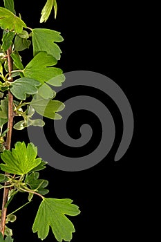 Twig of black currant, isolated on white background