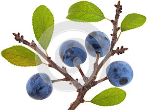 Twig of Blackthorn or sloe berries. Prunus spinosa