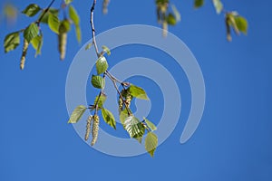 Twig of a blooming birch tree with young leaves and catkins, the pollen can cause allergies, clear blue sky, copy space, selected