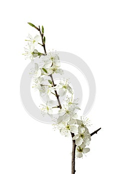 Twig of a blooming Prunus spinosa shrub