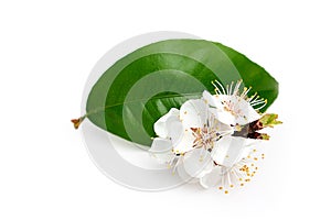 Twig blossoming apricot.