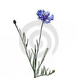 Twig of blue centaurea cyanus close-up isolated on a white background photo