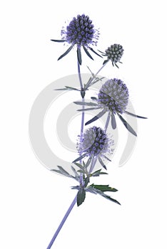 Twig of blue eryngium