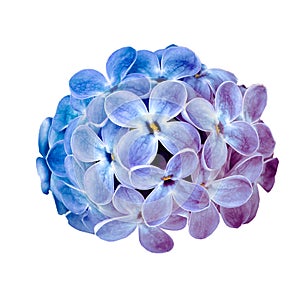 Twig  blue-purple lilac  isolated on black backgraund. Spring flower. For design.
