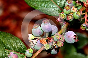 Twig of Blueberry Vaccinium corymbosum, highbush blueberry